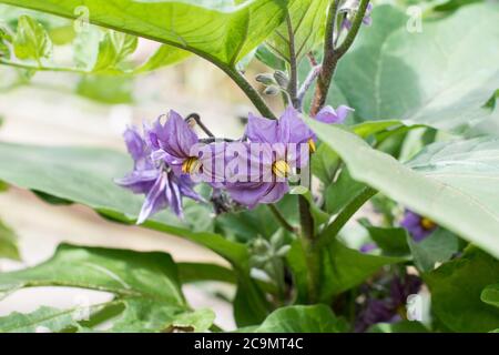 Aubergine / Ei Pflanzen Blumen in der Nähe Stockfoto