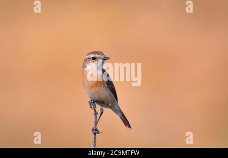 Der sibirische Steinchat oder asiatische Steinchat ist eine kürzlich validierte Art der Familie der Fliegenfänger der Alten Welt. Wie die anderen drossenartigen Fliegenfänger Stockfoto