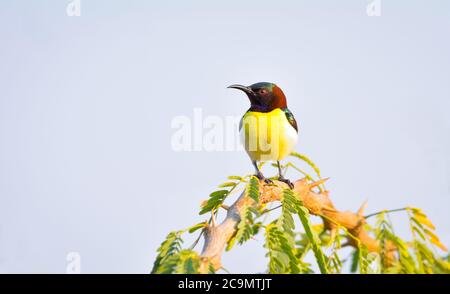 Der Purpursonnenvogel ist ein kleiner Vogel aus der Familie der Sonnenvögel, der hauptsächlich in Süd- und Südostasien gefunden wird, sich aber nach Westen in Teile des arabischen Peninsu ausdehnt Stockfoto