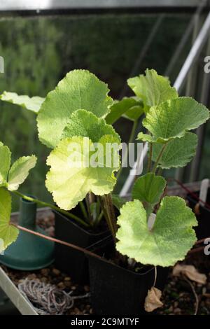 Junge Triebe - Blätter einer Hollyhock Blume aus Samen in einem Gewächshaus Einstellung gewachsen Stockfoto