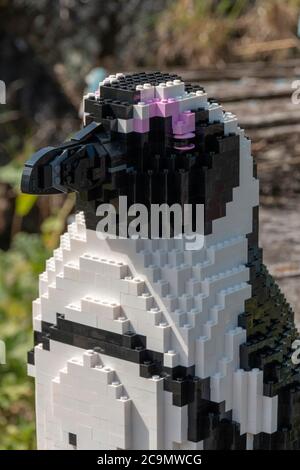 Bristol-August-2020-England- EIN afrikanischer Pinguin aus lego, der im Bristol Zoo ausgestellt ist Stockfoto