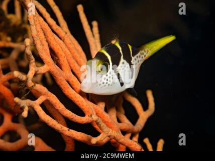 Schwarz-gesattelt Toby, Canthigaster Valentini, am Ventilator Korallen in Tulamben, Bali, Indonesien Stockfoto