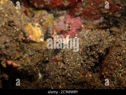 Eine transluzente Cuapetes commensal Garnelen mit orangen Krallen, mit Beute, Tulamben, Bali Stockfoto