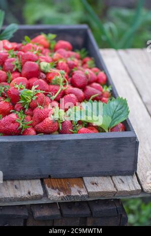 Frische Erdbeeren im Korb. Frisch gepflückte Erdbeere in Holzkiste. Holzkiste mit frischen Erdbeeren Stockfoto