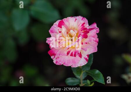 Gestreifte gelbe und rote Rose gewachsen. Zweifarbige gelbe Rosenblüte mit roten Streifen. Stockfoto