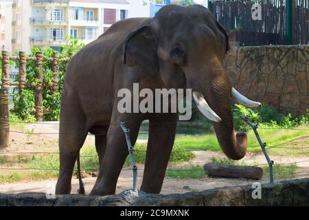 Asiatische Elefanten Nahaufnahme. Ho-Chi-Minh-Stadt, Vietnam Stockfoto