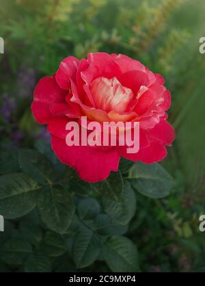 Schöne rote Rose. Kombination von Zitronengelb zu rot. Schöne zweifarbige Blume Rose Pfauenauge Stockfoto