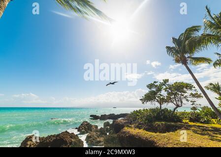 Pelikan fliegt über den Strand von Bas du Fort in Guadeloupe, Französisch-westindien. Kleinere Antillen, Karibisches Meer Stockfoto