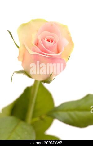 Ungewöhnliche Rose mit grünen äußeren Blütenblättern und rosa, Mitte isoliert auf weiß Stockfoto