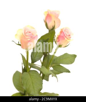 Ungewöhnliche Rose mit grünen äußeren Blütenblättern und rosa, Mitte isoliert auf weiß Stockfoto