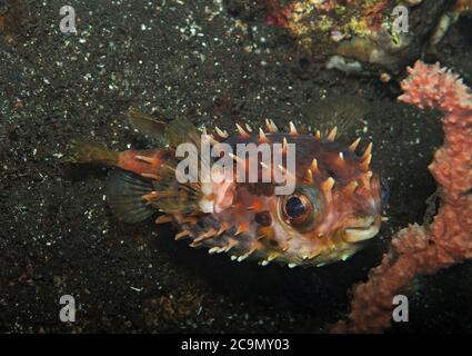 Orbicular Burrfish, Cyclichthys orbicularis, auf vulkanischem Sand, Tulamben, Bali Stockfoto
