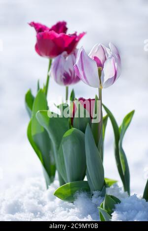 Gemischte Tulpen unter Frühlingsschnee im april. Atypischer Schneefall im Frühjahr Stockfoto