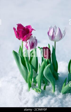 Schnee fällt auf Tulpenblüten. Gemischte Tulpen unter Frühlingsschnee im april ungewöhnliches Wetter und Schnee Stockfoto