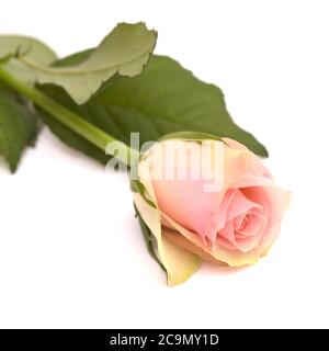 Ungewöhnliche Rose mit grünen äußeren Blütenblättern und rosa, Mitte isoliert auf weiß Stockfoto