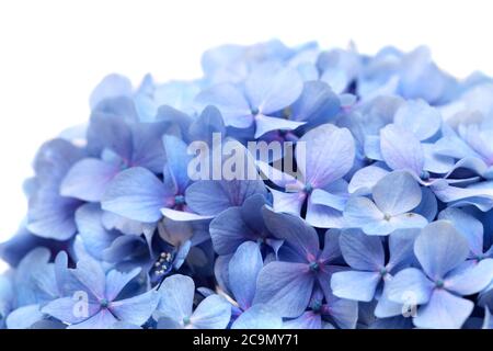 Blaue Blüten der Hydrangea macrophylla, bigleaf Hortensia isoliert auf weiß Stockfoto