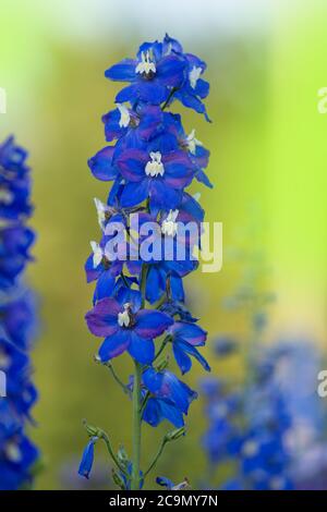 Delphinium blue wächst im Garten. Doppeldelphinium blaue Blume. Blue Delphiniums Lincolnshire Stockfoto