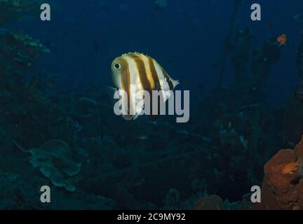 Orangebanded Coralfish, Coradion chrysozonus, Liberty Wrack, Tulamben, Bali Stockfoto