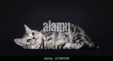 Cute Silber tortie American Kurzhaar Katze Kätzchen, legen verspielt nach unten Seitenwege. Mit orangefarbenen Augen direkt auf die Kamera schauen. Isoliert auf schwarzem Backgr Stockfoto