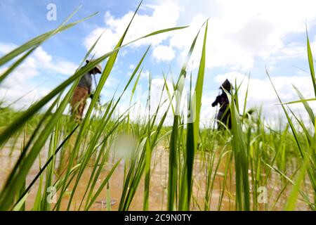 Yangon, Myanmar. August 2020. Bauern transplantieren Reissämlinge auf Feldern am Stadtrand von Yangon, Myanmar, 1. August 2020. Quelle: U Aung/Xinhua/Alamy Live News Stockfoto