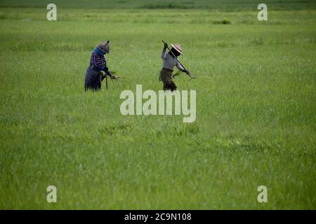 Yangon, Myanmar. August 2020. Bauern transplantieren Reissämlinge auf Feldern am Stadtrand von Yangon, Myanmar, 1. August 2020. Quelle: U Aung/Xinhua/Alamy Live News Stockfoto