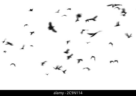 Silhouette von schwarzen Vogelkrähen fliegt auf weißem Hintergrund. Foto mit Bewegungsunschärfe. Isoliert auf Weiß Stockfoto