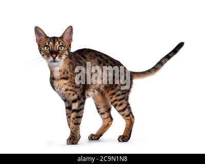 Cute F6 Savannah Katze stehend / zu Fuß Seitenwege. Blick auf die Kamera mit grünen Augen und Schwanz heftig in der Luft. Isoliert auf weißem Hintergrund. Stockfoto