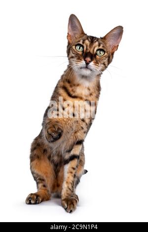 Niedliche F6 Savannah Katze sitzt gerade nach vorne. Blick auf die Kamera mit grünen Augen und eine Pfote verspielt in der Luft. Isoliert auf weißem Hintergrund. Stockfoto
