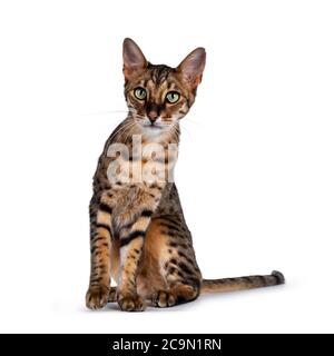 Niedliche F6 Savannah Katze sitzt gerade nach vorne. Blick auf die Kamera mit grünen Augen und niedlichen Kopf Neigung. Isoliert auf weißem Hintergrund. Schweif daneben Stockfoto