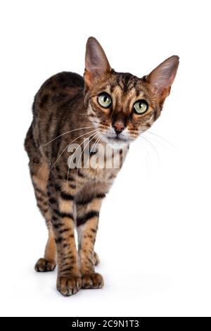 Niedliche F6 Savannah Katze steht nach vorne. Blick neugierig auf die Kamera mit grünen Augen und niedlichen Kopf Neigung. Isoliert auf weißem Hintergrund. Stockfoto