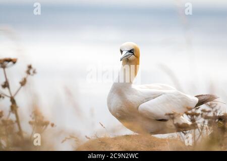 Ein Gannet (Morus bassanus) sitzt auf der Spitze der Klippe inmitten der Vegetation Stockfoto