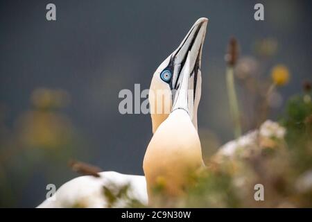 Nahaufnahme eines Tölpel-Paares (Morus bassanus) Einander in der Vegetation begrüßen Stockfoto