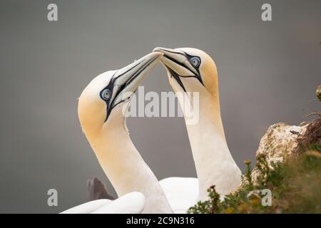 Ein Paar Tölpel (Morus bassanus) grüßen sich gegenseitig, indem sie Scheine im Nest berühren, bevor sie das Nest für die Nordsee verlassen Stockfoto