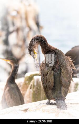 Ein junger Shag (Phalacrocorax aristotelis) reinigt sich in der Kolonie, nachdem er ein Futter von seinen Eltern hatte Stockfoto