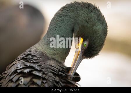 Ein Kopfschuss eines erwachsenen Shags (Phalacrocorax aristotelis), der seinen Freather reinigt und seine grünen Federn auf den Farne-Inseln zeigt Stockfoto