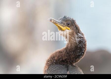 Ein Kopfschuss eines jungen Shag-Kükens (Phalacrocorax aristotelis) auf Staple Island Stockfoto