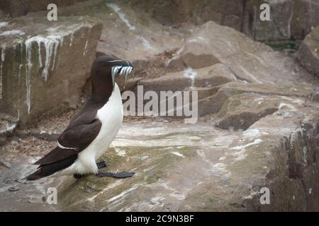Der ausgewachsene Razorbill (Alca torda) landet auf einem Vorsprung mit dem Schnabel voller Sandaale, die bereit sind, ihr Küken zu füttern Stockfoto