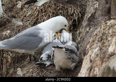 Ein Kittiwake-Küken (Rissa tridactyla) nimmt seine Mahlzeit aus dem Mund des Erwachsenen auf dem Felsvorsprung, wo es nistet Stockfoto