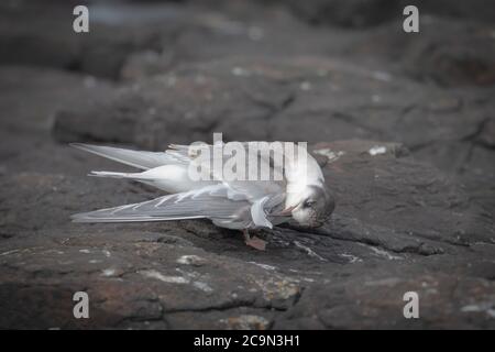 Eine junge Seeschwalbe (Sterna paradiesaea) reinigt sorgfältig jedes ihrer neuen Flugfedern in ihren Flügeln auf Inner Farne in Northumberland Stockfoto