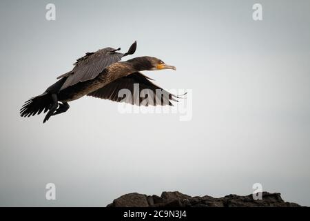Der Kormoran (Phalacrocorax carbo) zeigt seine Flügel und Federn, wie er über die Felsen der Farne-Inseln fliegt Stockfoto