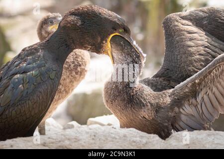 Der juvenille Shag (Phalacrocorax aristotelis) füttert, indem er seinen Kopf nach unten den Hals eines seiner Eltern klebt, um den kürzlich gesammelten Fisch zu erhalten Stockfoto