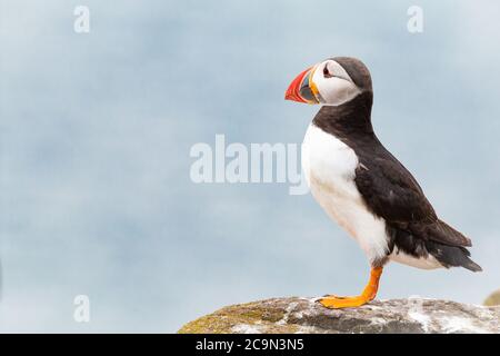 Ein Papageientaucher (Fraterkula arctica) steht auf einem Flechten-bedeckten Felsen, der auf die blaue Nordsee rund um die Farne-Inseln starrt Stockfoto