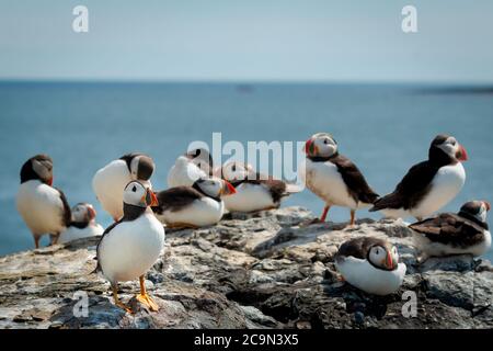 Eine Gruppe Papageientaucher (Fratercula arctica) sitzt auf den Felsen am Meer, wobei der vordere von der Sonne herausgehoben wird Stockfoto