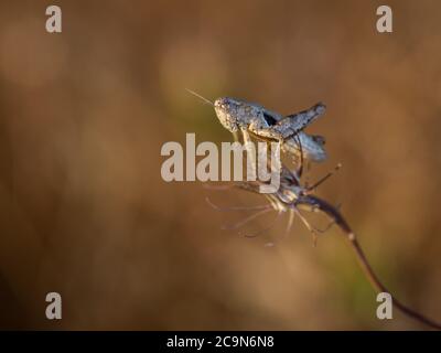 Grasshopper in seiner natürlichen Umgebung. Makrofotografie. Stockfoto