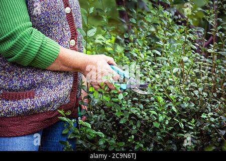 Nahaufnahme von älteren Frauen Hände schneiden eine Hecke. Stockfoto