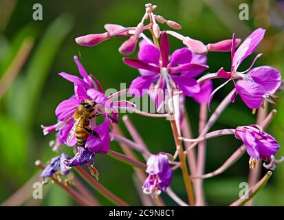 Bienen sammeln Pollen von einer lila Blume, wollen hunny zu bekommen Stockfoto