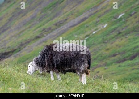 Herdwick Schafe grasen auf den Fjälls im Lake District National Park, Cumbria, Großbritannien. Stockfoto