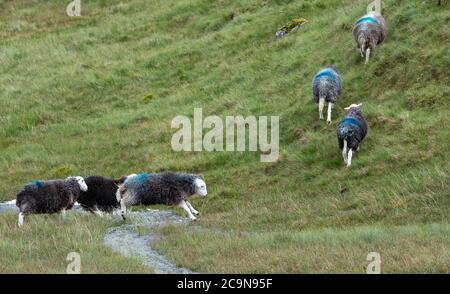 Herdwick Schafe springen über einen kleinen Bach, auf Moorland im Lake District National Park, Cumbria, Großbritannien. Stockfoto