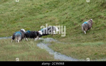 Herdwick Schafe springen über einen kleinen Bach, auf Moorland im Lake District National Park, Cumbria, Großbritannien. Stockfoto