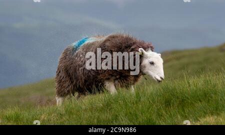 Herdwick Schafe grasen auf den Fjälls im Lake District National Park, Cumbria, Großbritannien. Stockfoto