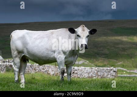 Britische Weiße Kuh auf Hochland-Weide im Yorkshire Dales National Park, Großbritannien. Stockfoto